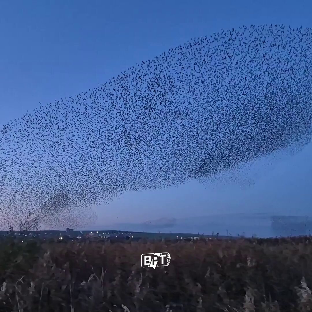 Sığırcık Kuşları Tekirdağ Semalarında Büyüleyici Senkronize Uçuş Sergiledi