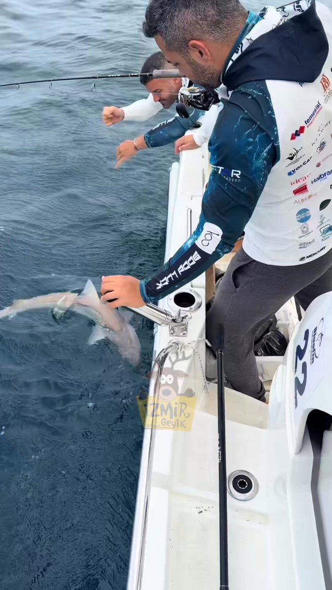 İzmir Çeşme'de Balıkçı, Köpek Balığını Elleriyle Yakaladı