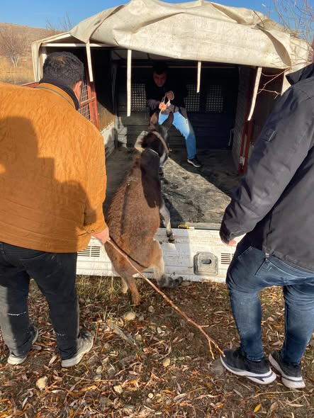 Şuhut Belediyesi Zabıtası Yaralı Sokak Hayvanını Tedavi Ettirdi