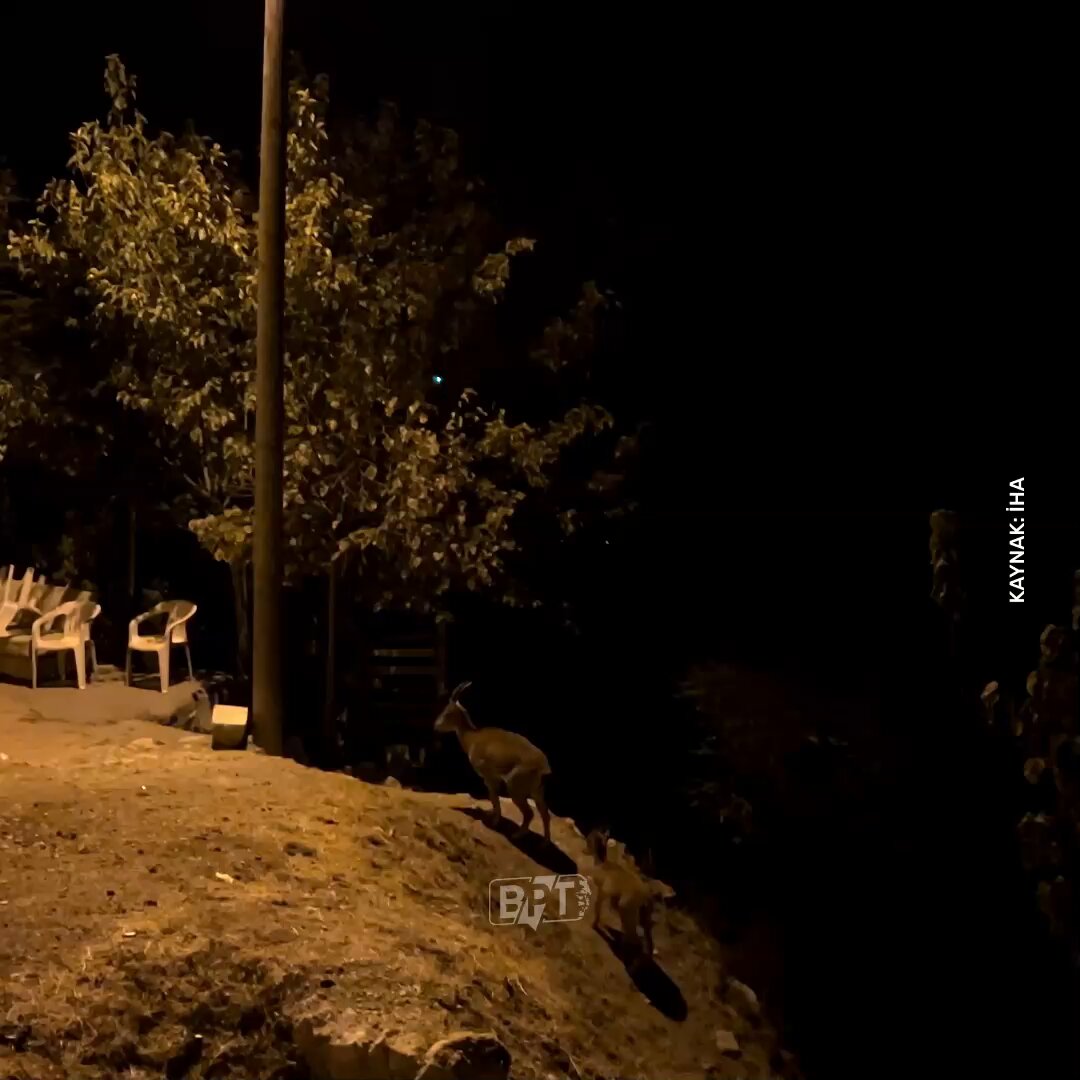 Tunceli'de Nesli Tehlike Altındaki Dağ Keçileri Şehir Merkezinde Görüntülendi