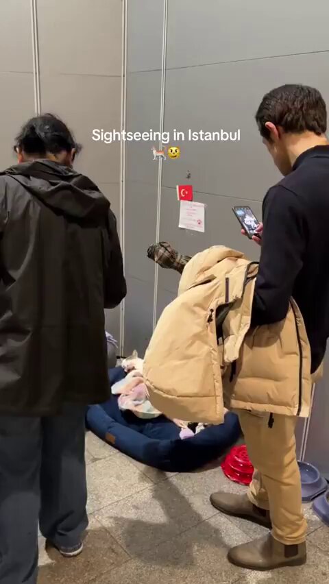 Kanyon AVM'de Yaşayan Kedinin Tuhaf Hikayesi: Her Şeyi 'Çalınmış'