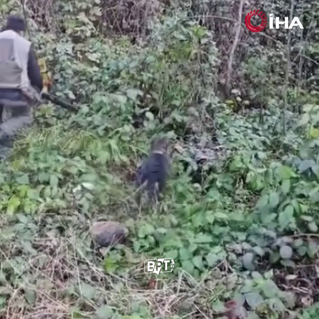 Domuz Saldırısına Uğrayan Avcının Hayatta Kalma Mücadelesi