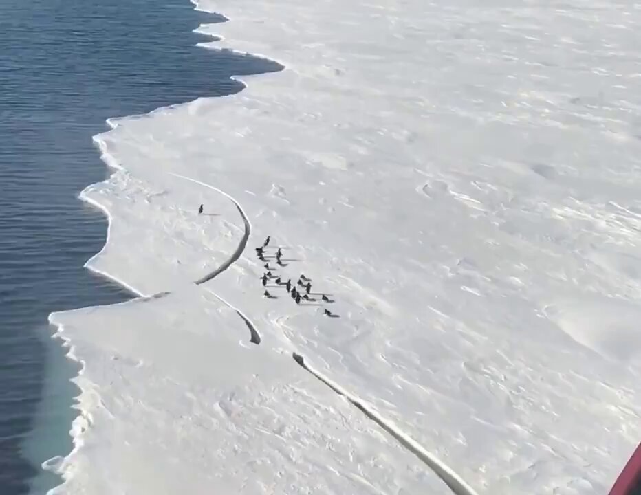 Bindiği Buz Kırılınca Mahsur Kalan Penguenin Kurtuluş Mücadelesi