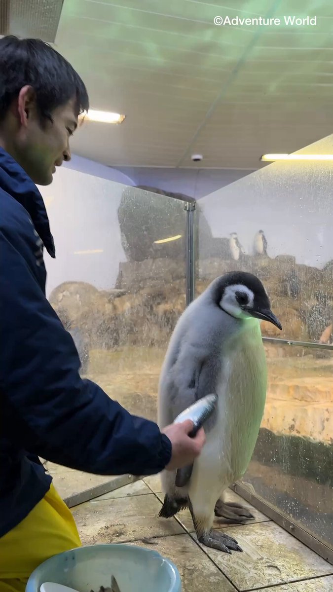 Penguen Yavrusunun Yemek Seçiciliği Şaşırttı