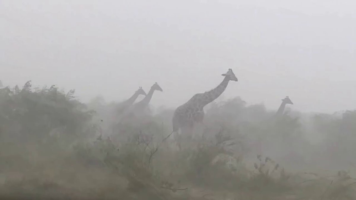 Kenya'da Fırtınaya Yakalanan Zürafaların Yası: İklim Değişikliğinin Üzücü Bedeli