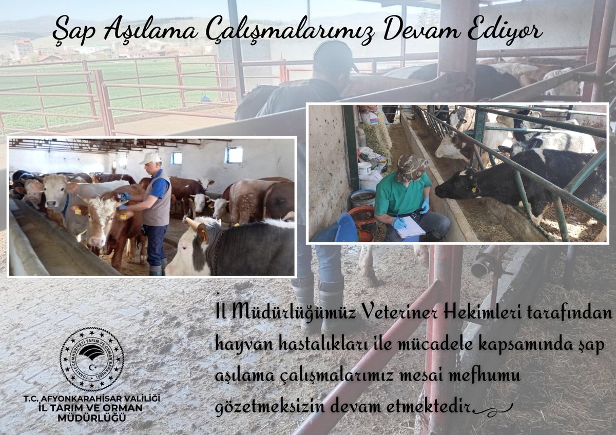 Afyonkarahisar'da Şap Aşılama Çalışmaları Devam Ediyor