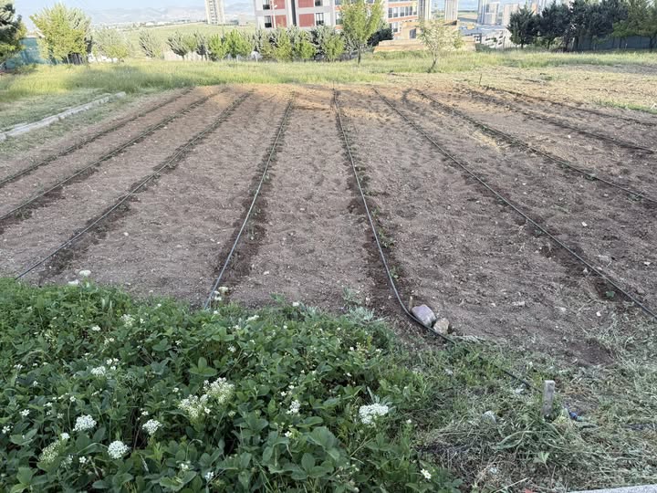 AK Parti Afyonkarahisar Milletvekili Özkaya, Sebze Fidesi Dikti