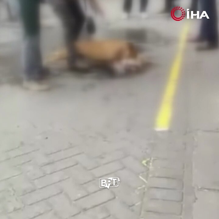 Gaziosmanpaşa'da Ağızlıksız Pitbull Saldırısı: Sokak Köpeği Hayatını Kaybetti