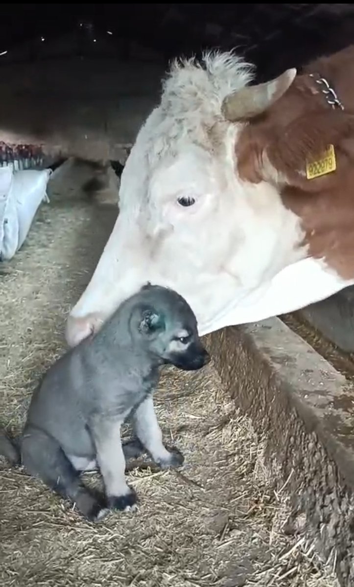Sivas'ta Yalnız Kangal Yavrusuna İnek Sahip Çıktı