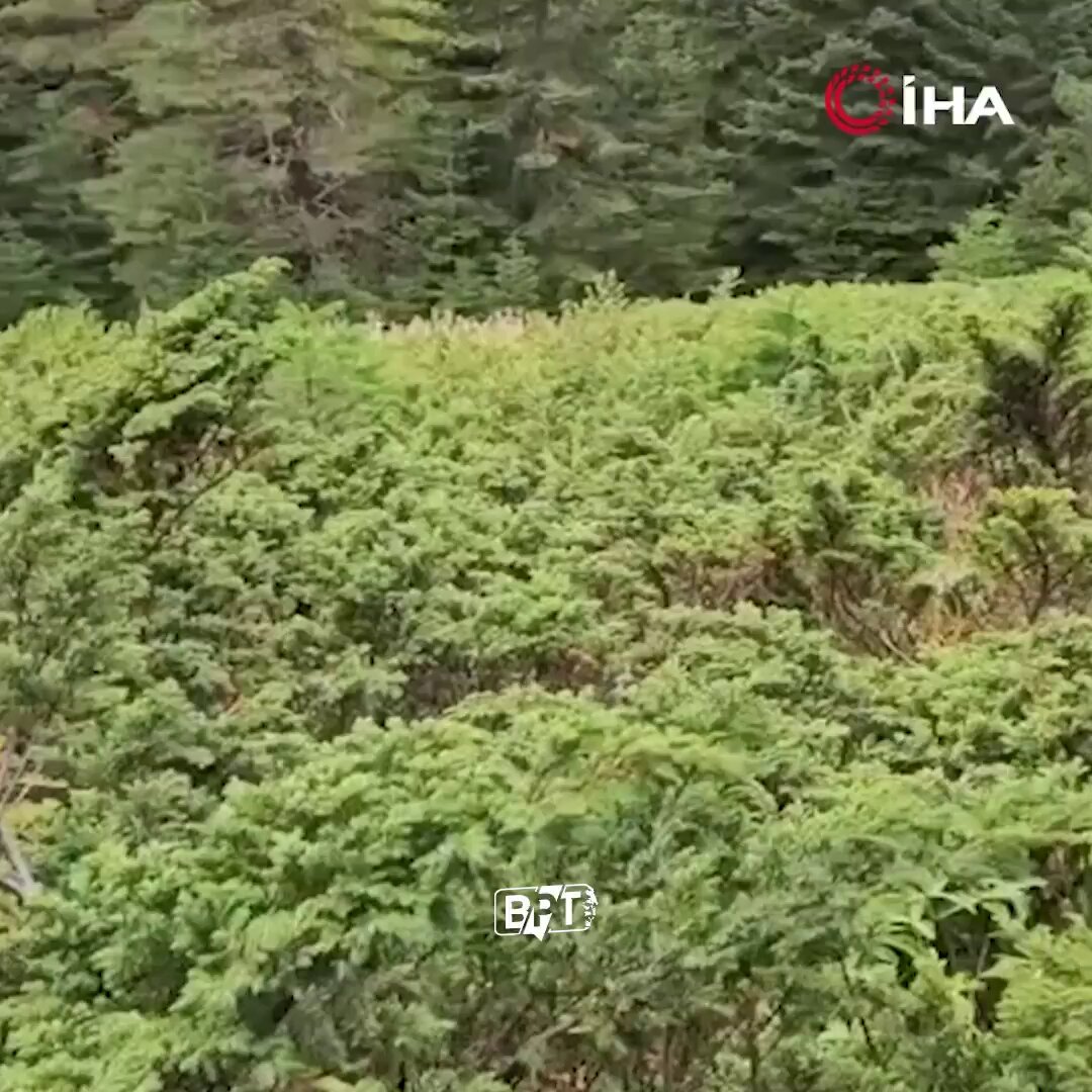 Kastamonu'da Garip Sesler Çıkaran Kızıl Geyik Görüntülendi