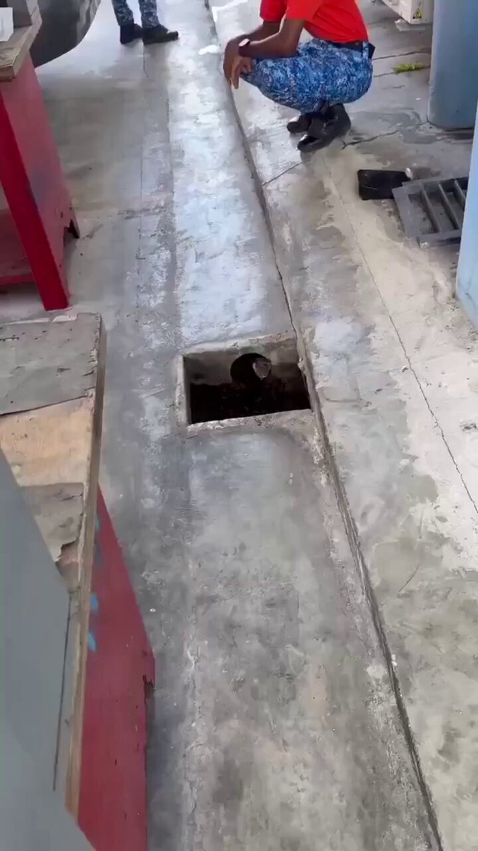 Malezya'da Tuvalette Bulunan Zehirli Yılanın Uzman Ekiplerce Yakalanma Anları