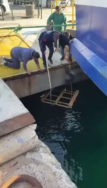 Balıkesir'de Denize Düşen Yavru Kedi İtfaiye Ekiplerince Kurtarıldı