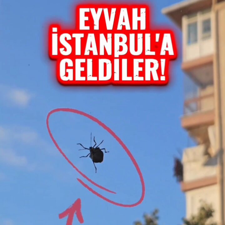 İstanbul'da Kahverengi Kokarca İstilası: Uzmanlar Uyarıyor