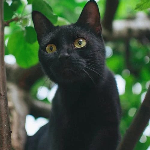 İspanya'da Bir Kasaba, Cadılar Bayramı'nda Kara Kedi Sahiplenmeyi Yasakladı