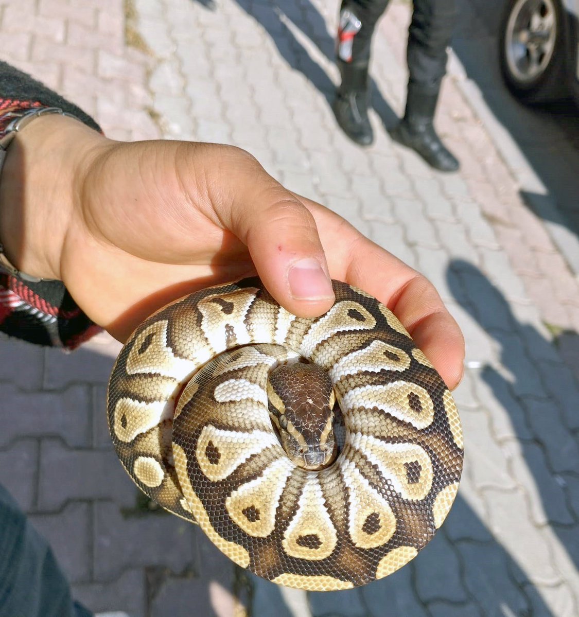Konya'da Asayiş Kontrolünde Sürpriz: Cebinden Yılan Çıktı
